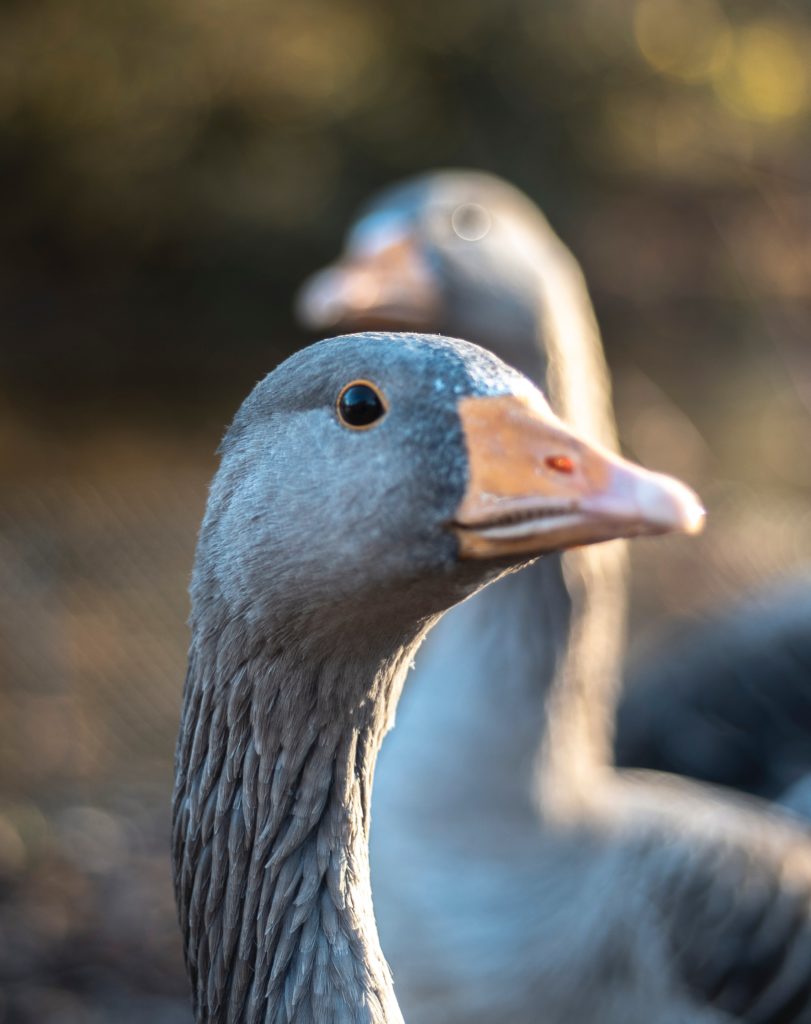 norbert-kundrak-Yd_K2JR8fUA-unsplash